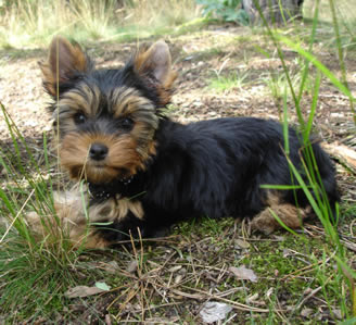 Brixie - výstava